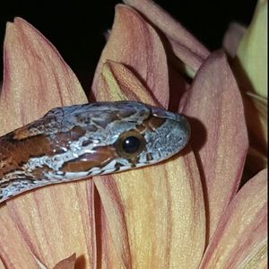 Meet your Posher, Crystal